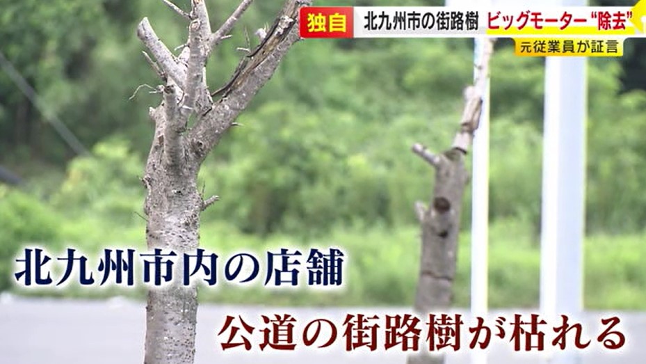 【ビッグモーター】福岡でも…「数百メートルに渡り街路樹を抜いてると、コツをつかんでくる」元従業員が証言